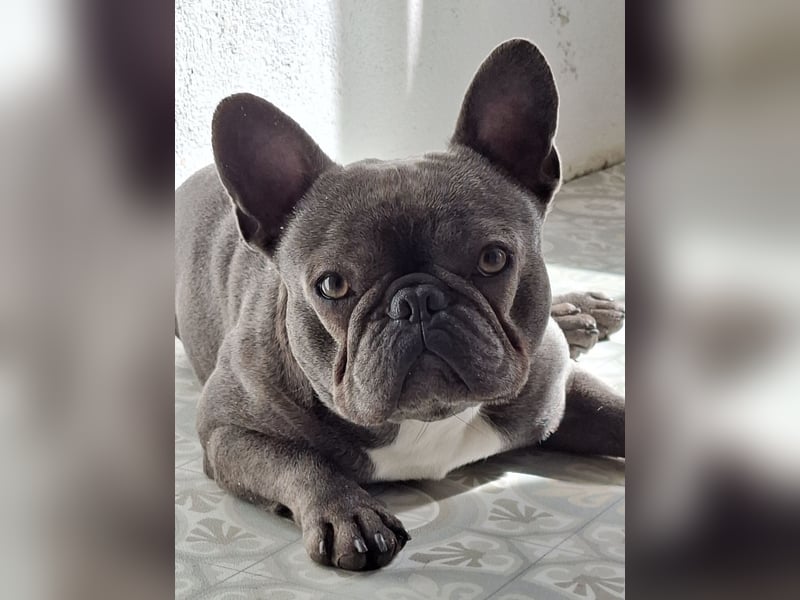 Frenchie sucht Traumzuhause