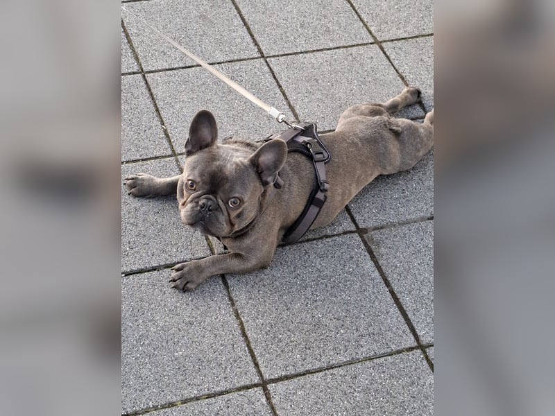 Frenchie sucht Traumzuhause