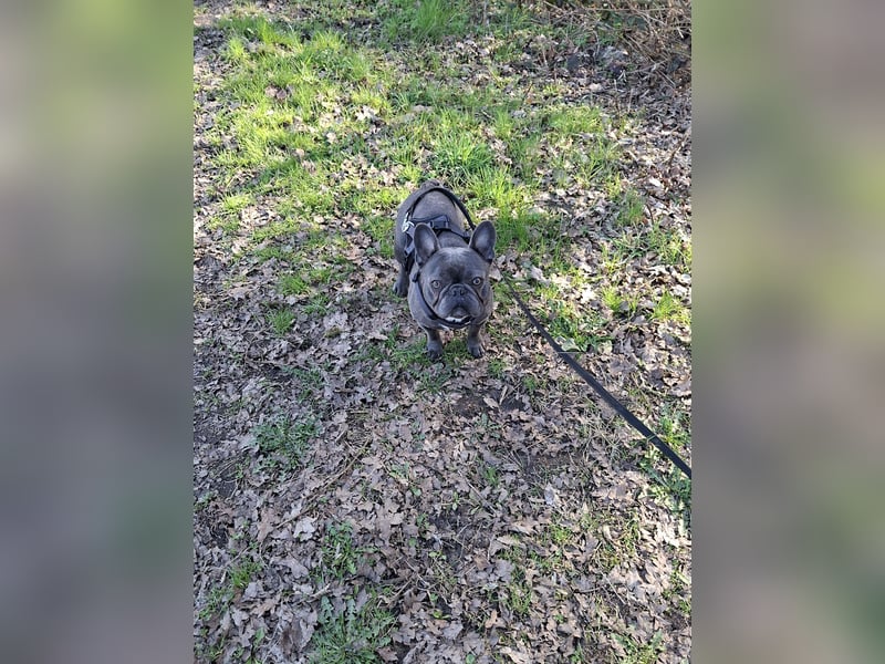 Frenchie sucht Traumzuhause