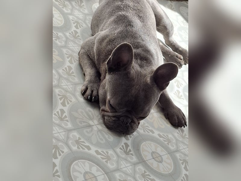 Frenchie sucht Traumzuhause