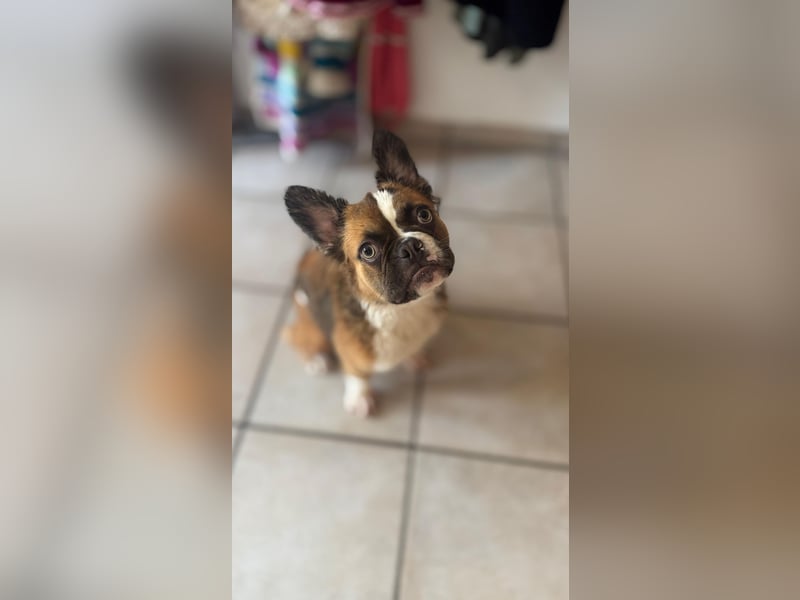 Französische Bulldogge Fluffy