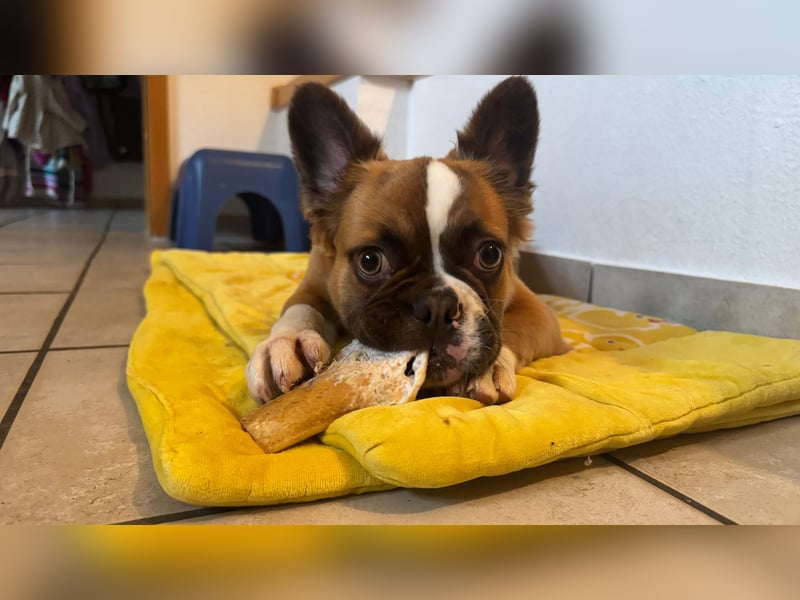 Französische Bulldogge Fluffy