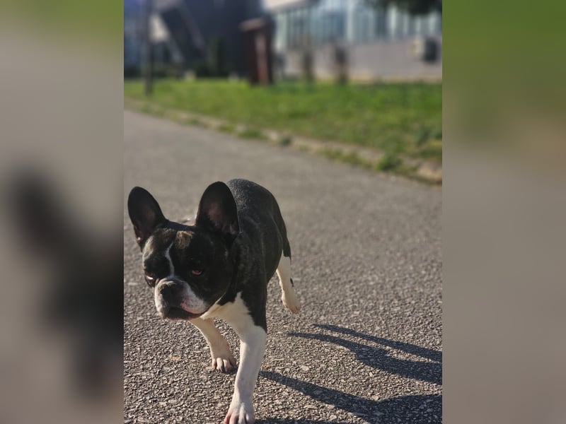 Neo - sucht ein liebevolles Zuhause