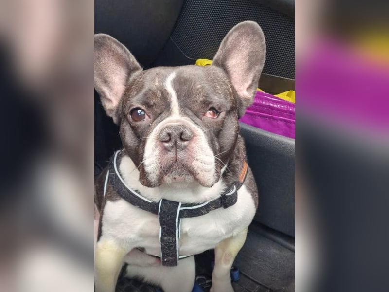 Neo - sucht ein liebevolles Zuhause