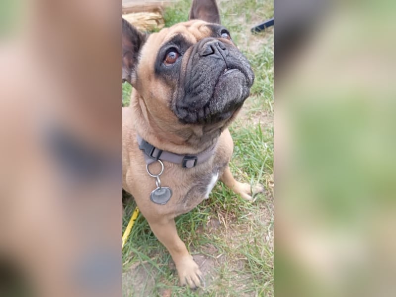 Französische Bulldogge
