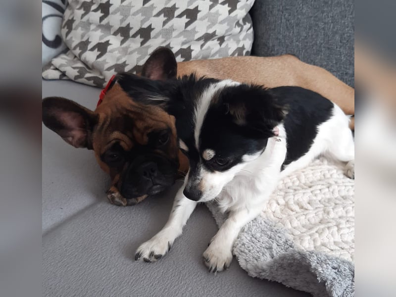 Französische Bulldogge