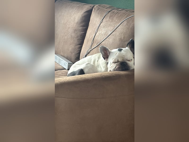 2 Französische Bulldoggen