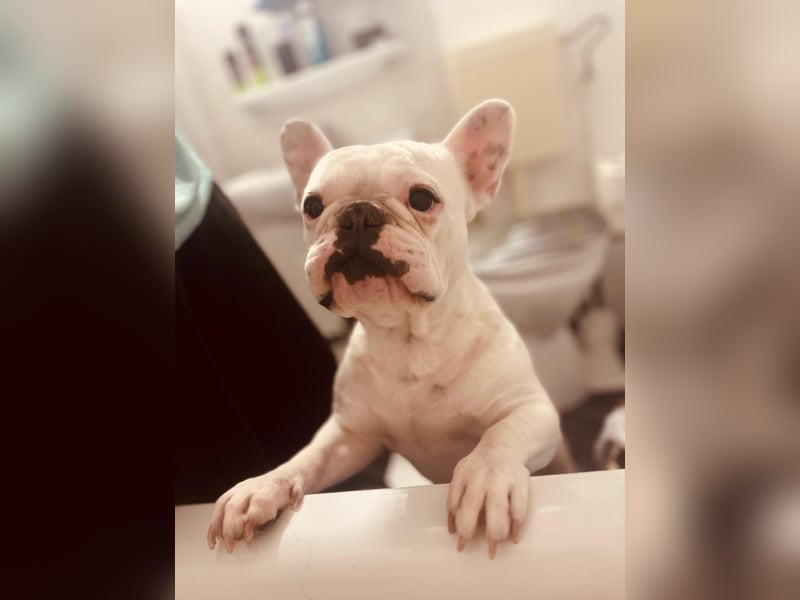 2 Französische Bulldoggen