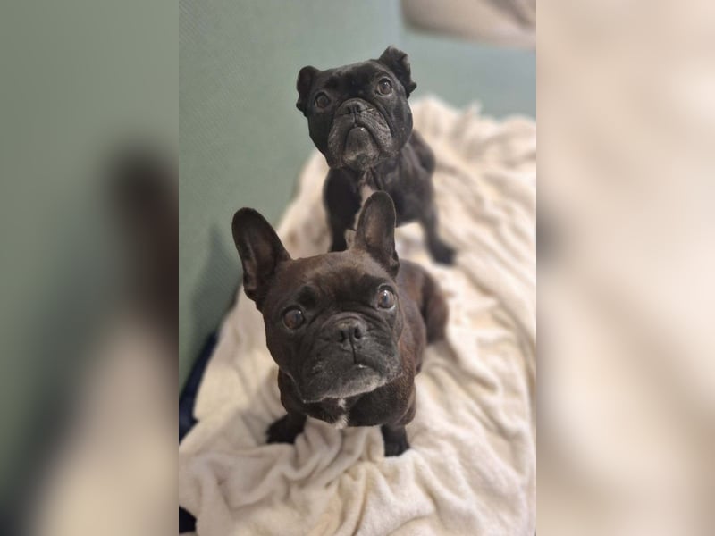 2 Frenchi-Ladys ♥ Daisy & Molly ♥ verschmust, lieb, sozial