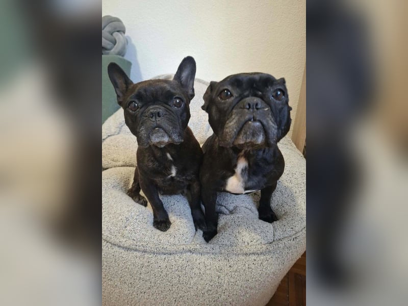 2 Frenchi-Ladys ♥ Daisy & Molly ♥ verschmust, lieb, sozial