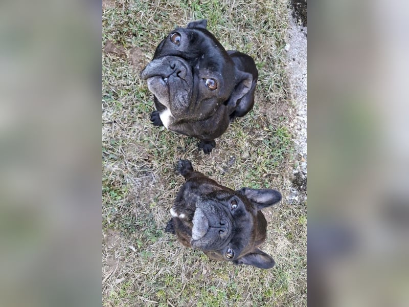 2 Frenchi-Ladys ♥ Daisy & Molly ♥ verschmust, lieb, sozial