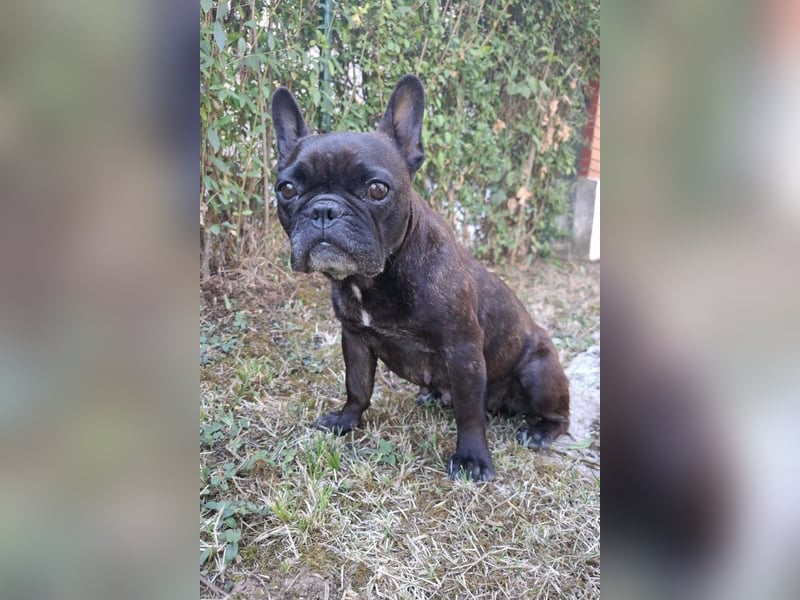 2 Frenchi-Ladys ♥ Daisy & Molly ♥ verschmust, lieb, sozial