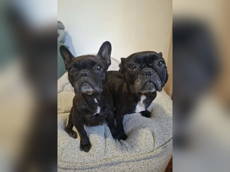 2 Frenchi-Ladys ♥ Daisy & Molly ♥ verschmust, lieb, sozial