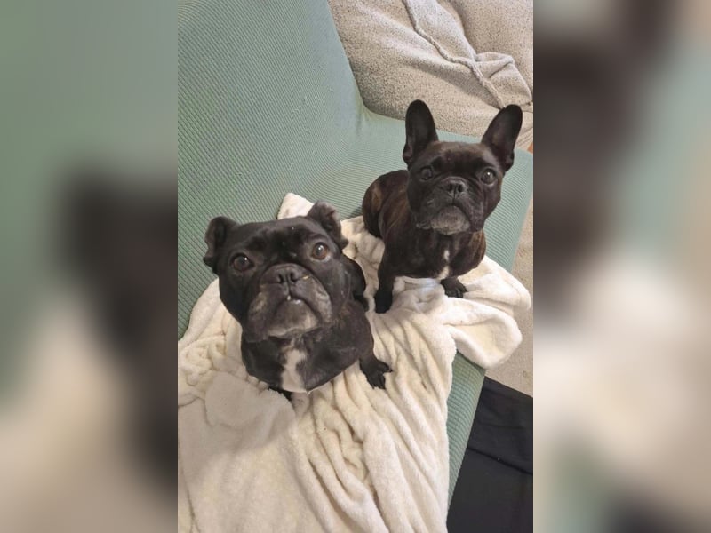 2 Frenchi-Ladys ♥ Daisy & Molly ♥ verschmust, lieb, sozial