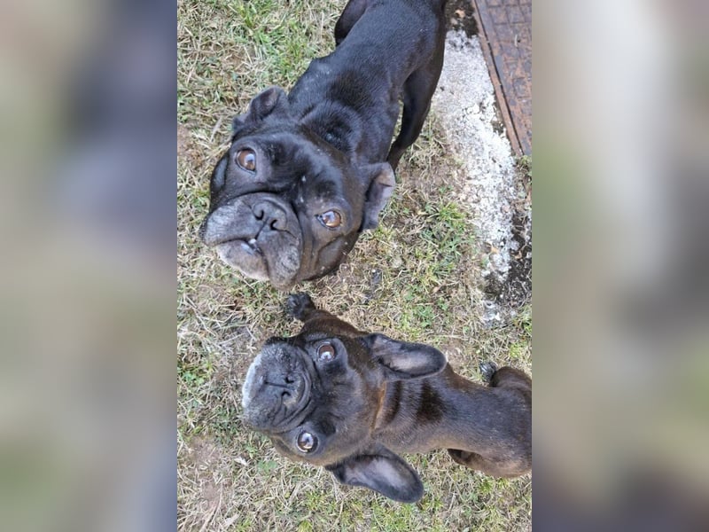 2 Frenchi-Ladys ♥ Daisy & Molly ♥ verschmust, lieb, sozial