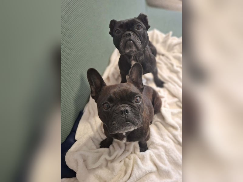 2 Frenchi-Ladys ♥ Daisy & Molly ♥ verschmust, lieb, sozial