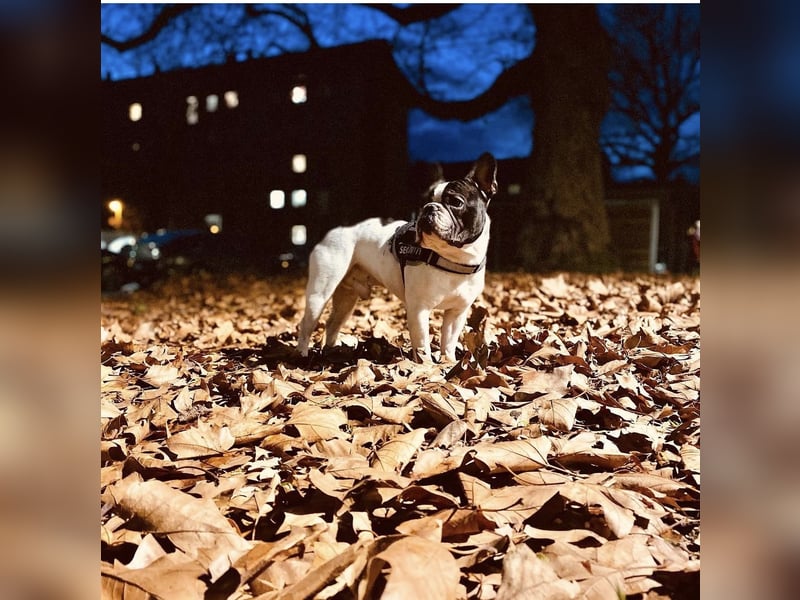 Französische Bulldogge