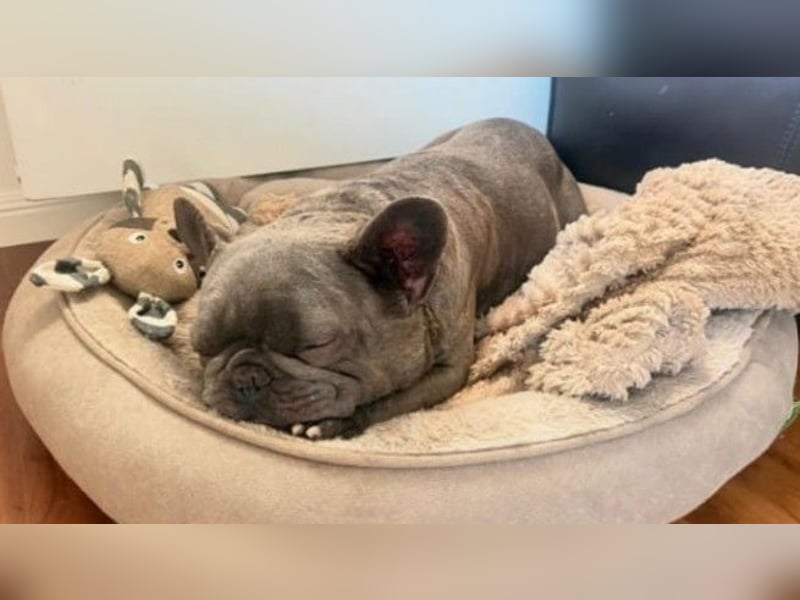 BALOU - kleiner Kerl sucht Zuhause mit großem Herz