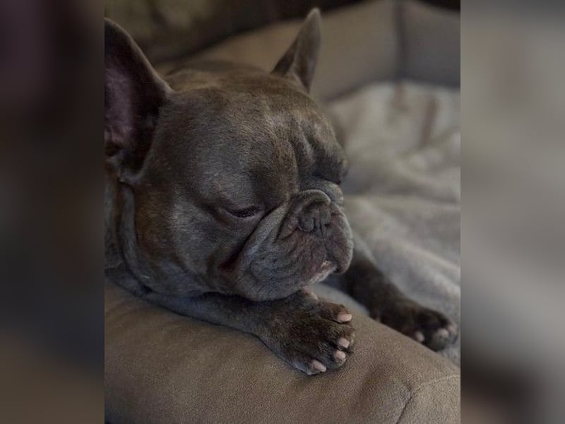 BALOU - kleiner Kerl sucht Zuhause mit großem Herz