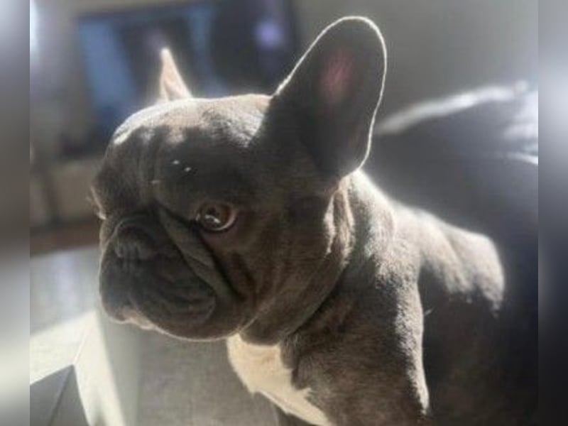 BALOU - kleiner Kerl sucht Zuhause mit großem Herz