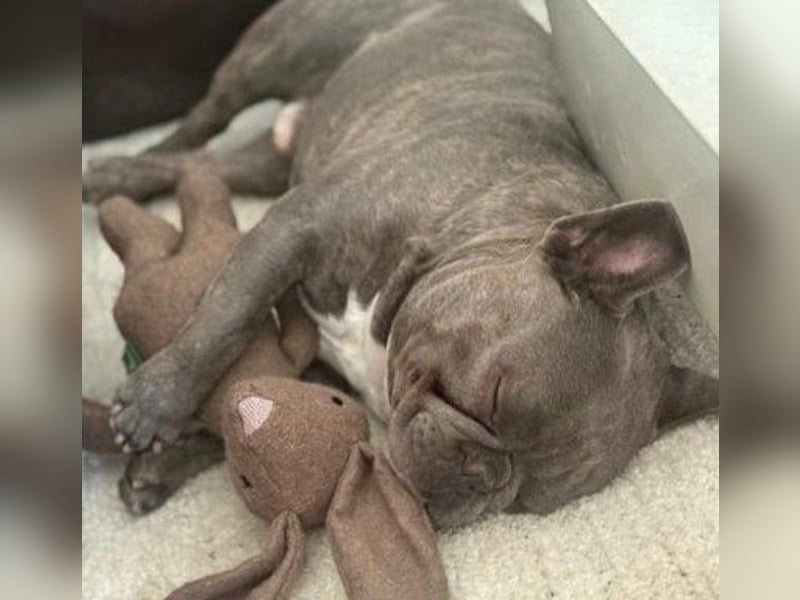 BALOU - kleiner Kerl sucht Zuhause mit großem Herz