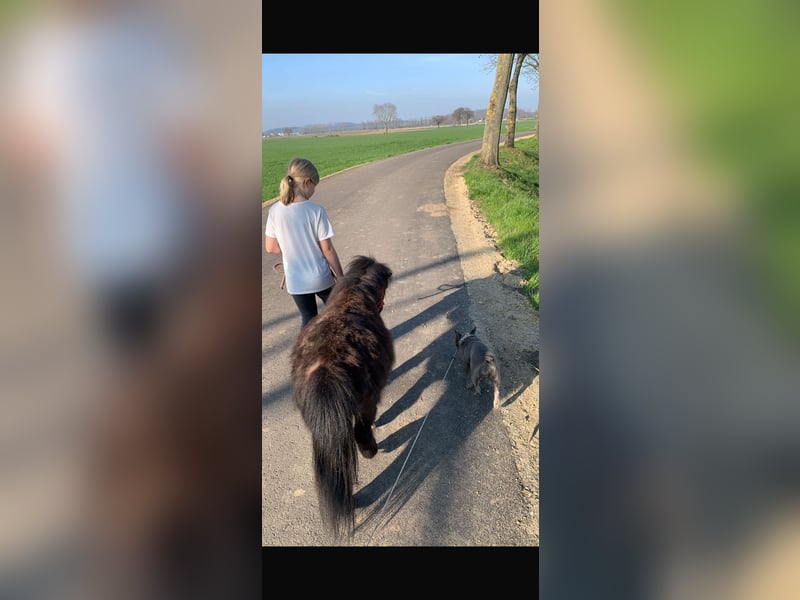 Französische Bulldogge