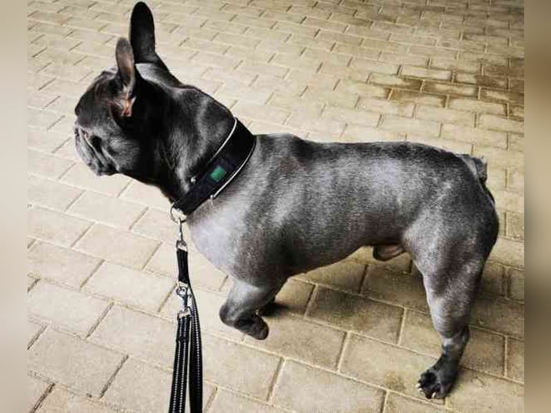 Olli, Franz. Bulldogge, geb. 2021, freundl. und gut erzogen
