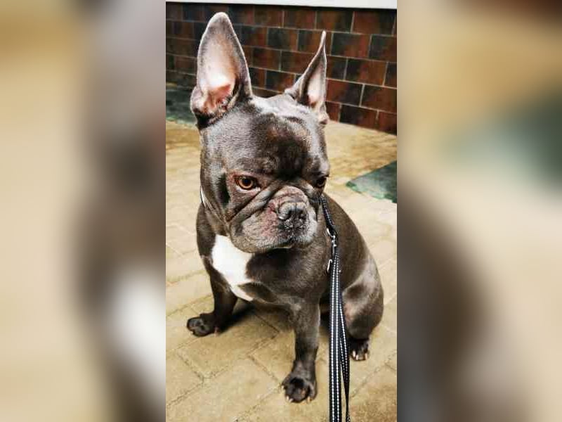 Olli, Franz. Bulldogge, geb. 2021, freundl. und gut erzogen
