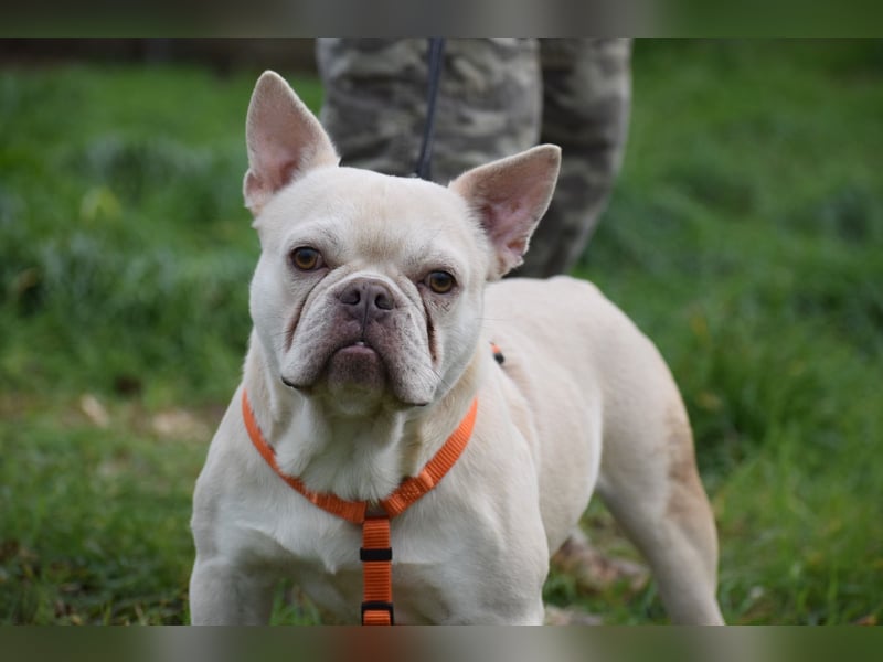 Franz. Bulldogge Budha