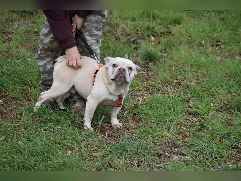 Franz. Bulldogge Budha