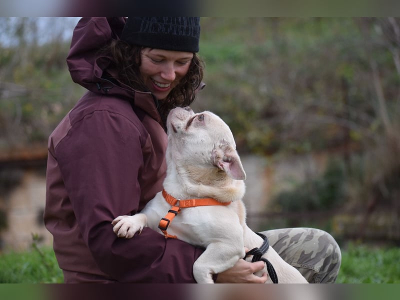 Franz. Bulldogge Budha