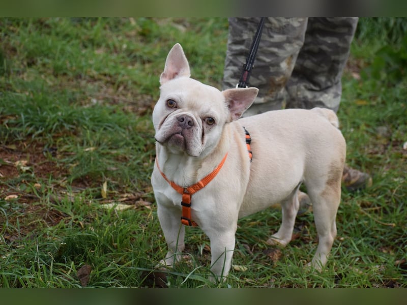 Franz. Bulldogge Budha