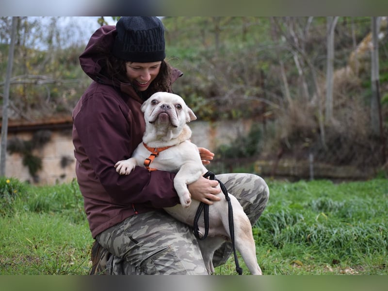 Franz. Bulldogge Budha