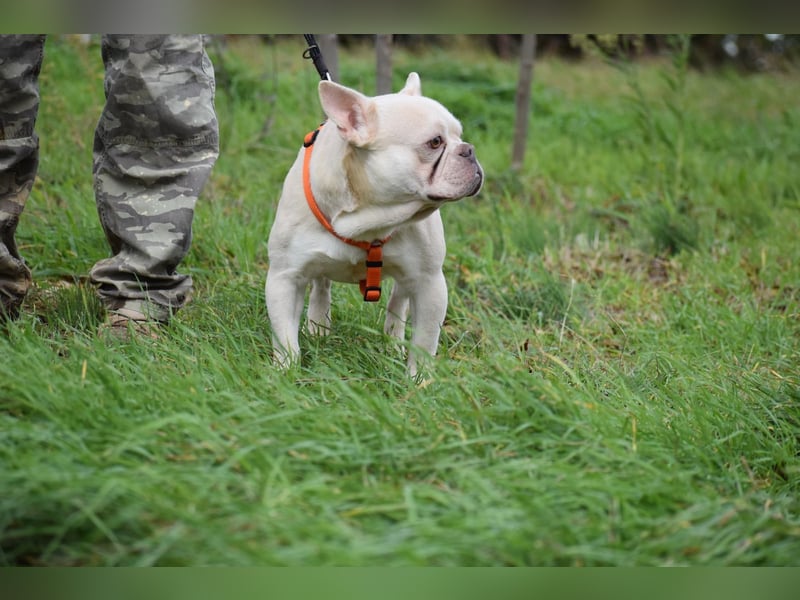 Franz. Bulldogge Budha
