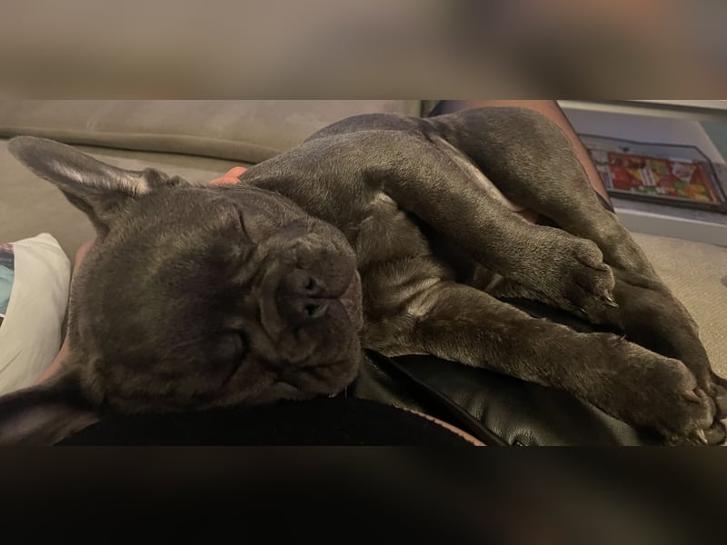 Französische Bulldogge sucht neues Zuhause