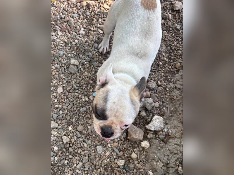 Blue, kleine französische Bulldogge 