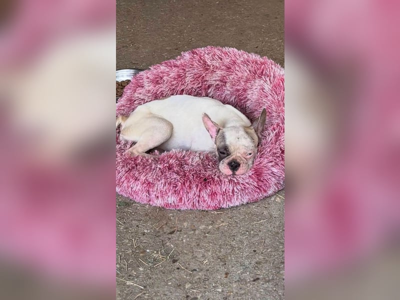 Blue, kleine französische Bulldogge 