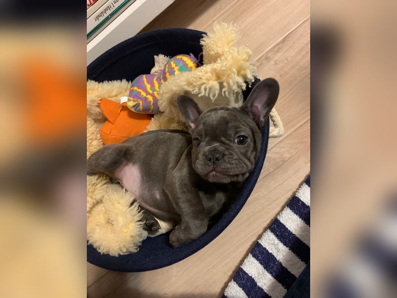 Französische Bulldogge sucht neues Zuhause