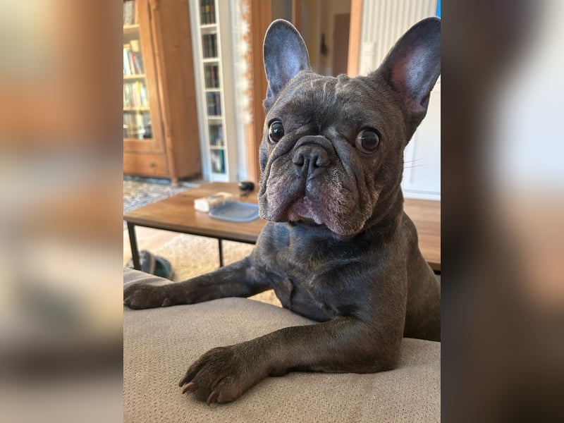 Französische Bulldogge sucht neues Zuhause