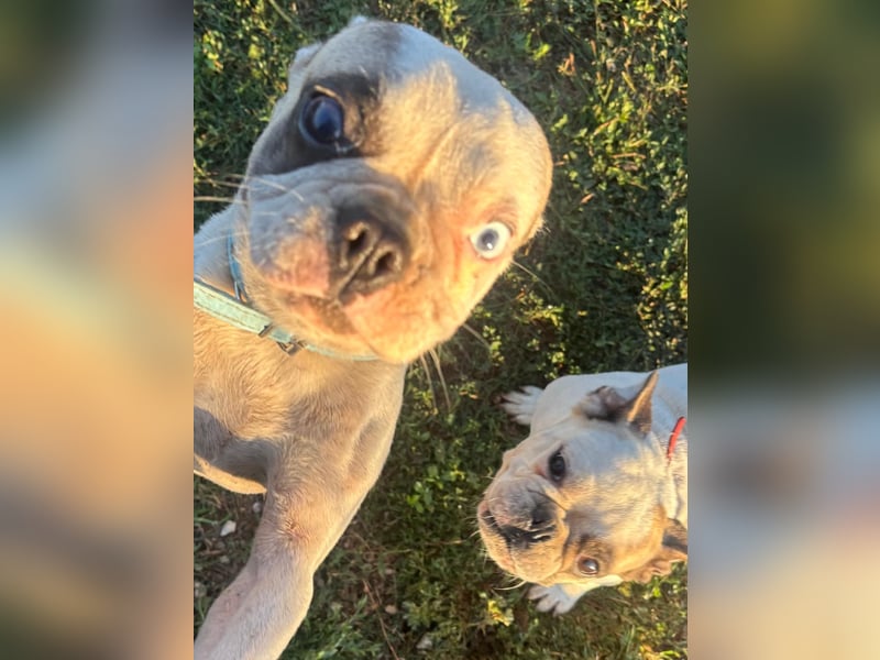 Blue, kleine französische Bulldogge 
