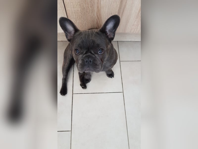 Französische Bulldogge sucht neues Zuhause
