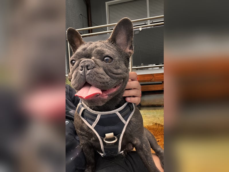 Französische Bulldogge sucht neues Zuhause