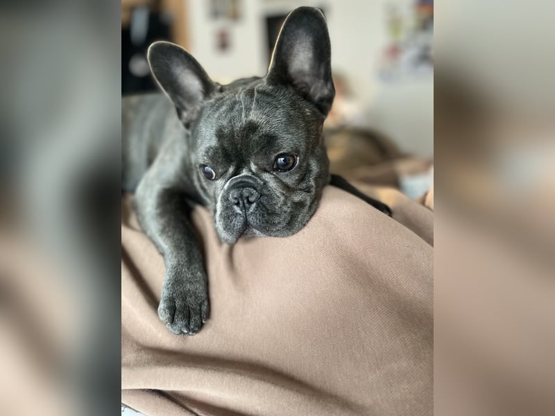 Französische Bulldogge sucht neues Zuhause