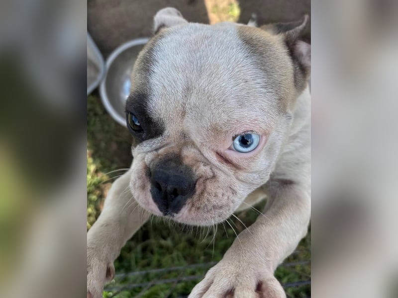 Blue, kleine französische Bulldogge 