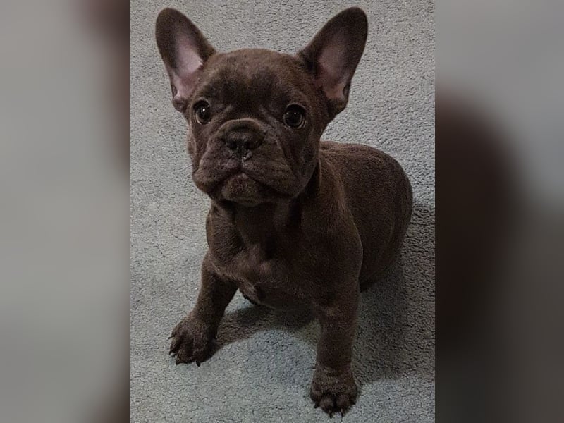 Französische Bulldogge sucht neues Zuhause