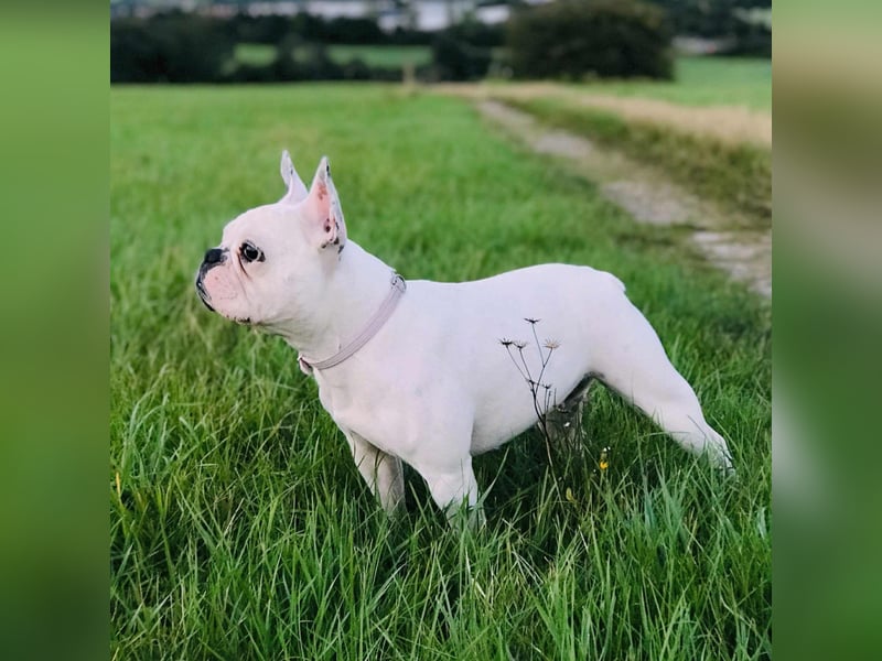 Lulu - ist ausgeglichen