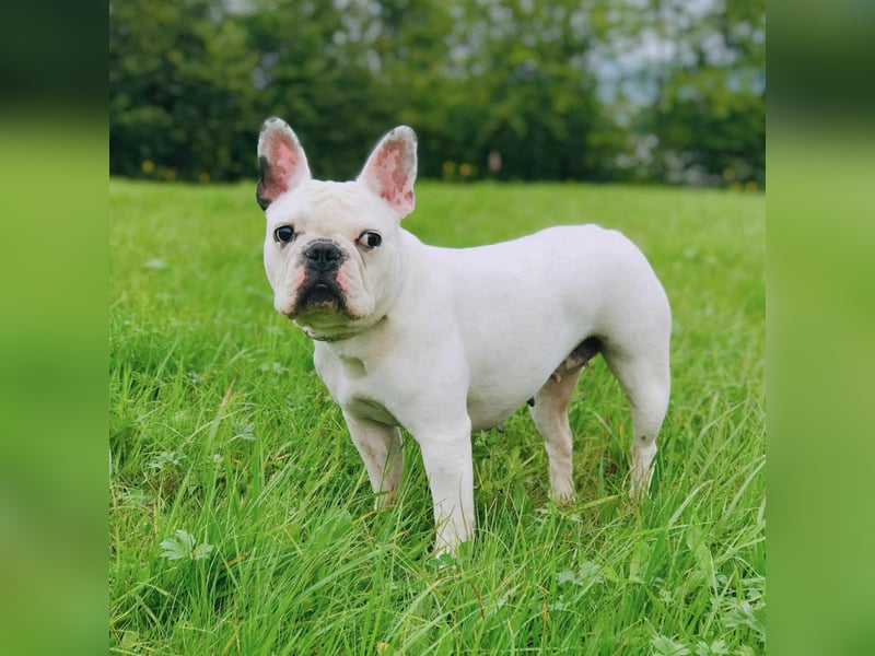 Lulu - ist ausgeglichen