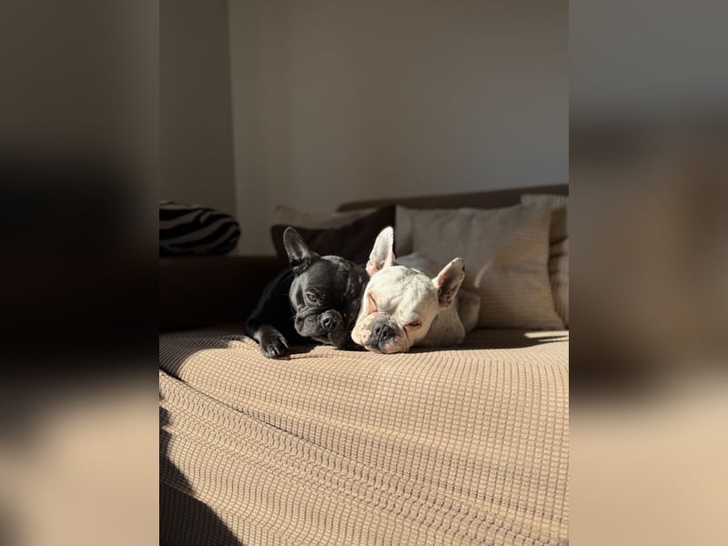 kleine Frenchie Seniorin KIRA sucht ruhigen Platz