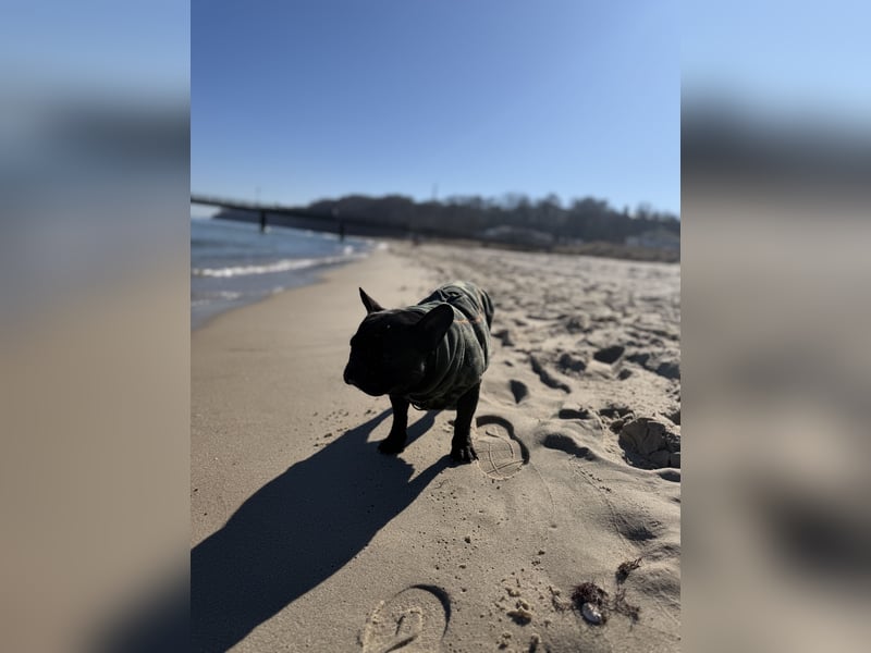 kleine Frenchie Seniorin KIRA sucht ruhigen Platz