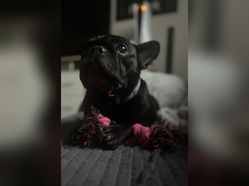 kleine Frenchie Seniorin KIRA sucht ruhigen Platz